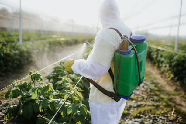 Best Insect Control  in El Rancho, NM